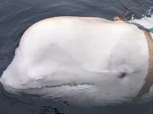 Beluga que seria espiã de Putin é achada morta: 'Estava boiando no mar'