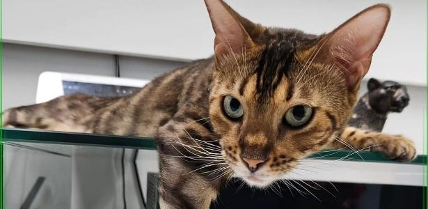 Gata compra de tábua de R$ 299 online e (quase) deixa tutor no 'preju'