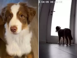 O que seu pet faz quando você sai? Vídeo de cãozinho 'triste' viraliza