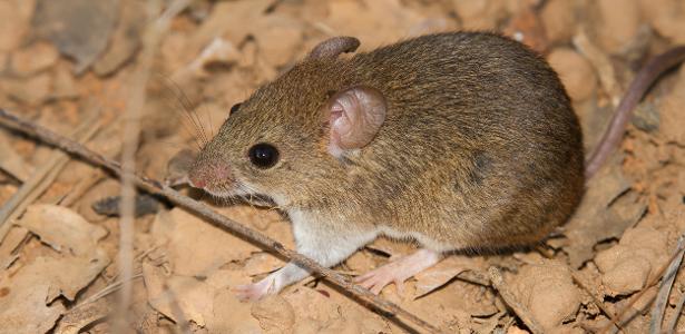 Hantavírus acende alerta global, mas cenário no Brasil é diferente