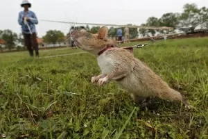 Rata especialista em detectar minas se 'aposenta' no Camboja após