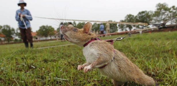 Ratos e humanos têm mais em comum do que se imagina  - Samrang Pring/Reuters