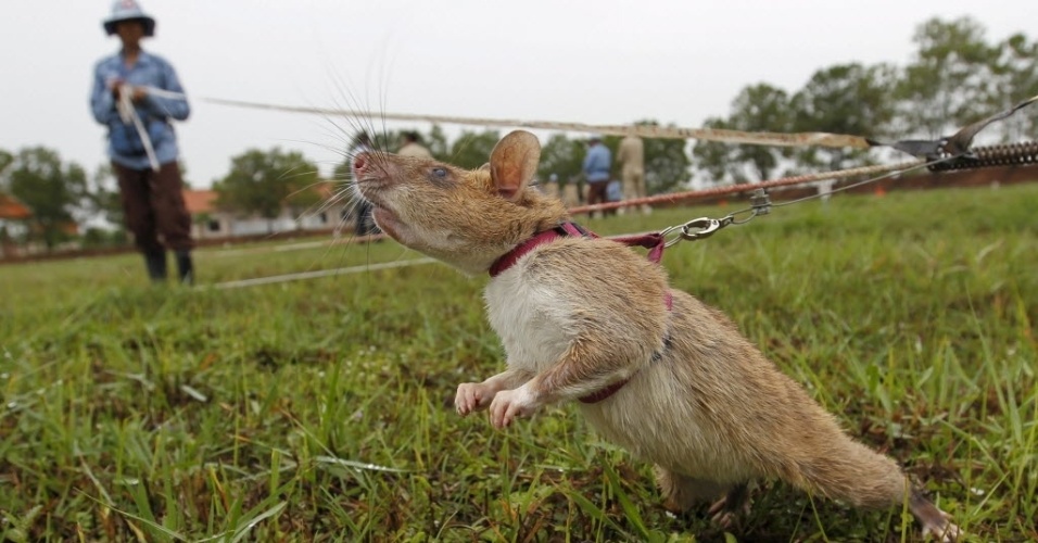 Opinião Mijiniana: Os ratos gigantes de Gâmbia