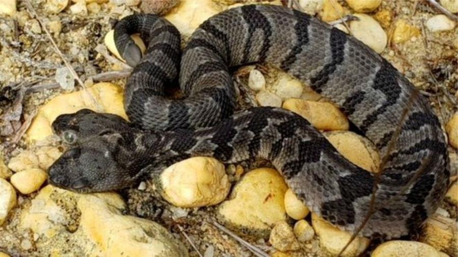 Cascavel rara de duas cabeças foi encontrada em floresta em Nova Jersey, nos Estados Unidos - David Schneider/Herpetological Associates
