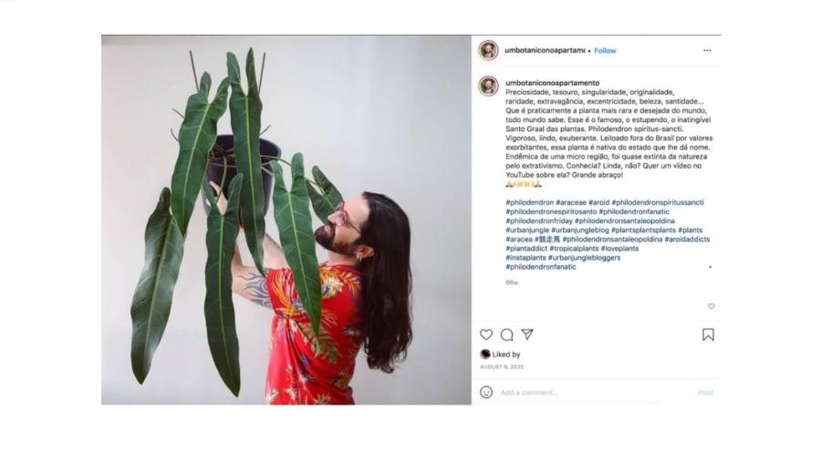 O botânico Samuel Gonçalves com uma Philodendron spiritus sancti, uma das mais de mil plantas de sua coleção - Reprodução/Instagram