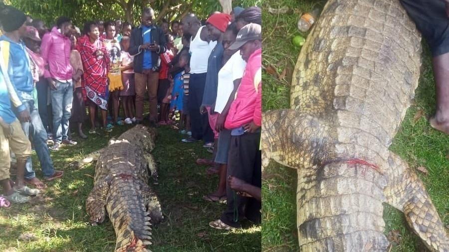 Moradores de East Asembo matam crocodilo após o réptil ter atacado menino de 3 anos até a morte. - Reprodução/Isaiah Gwengi