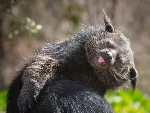 Conhece? Este 'urso-gato' faz xixi com cheiro de pipoca com manteiga