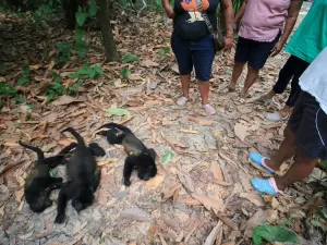 Dezenas de macacos caem mortos de árvores no México durante onda de calor