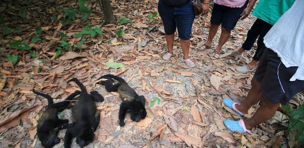 Decenas de monos caen muertos de árboles en México durante ola de calor