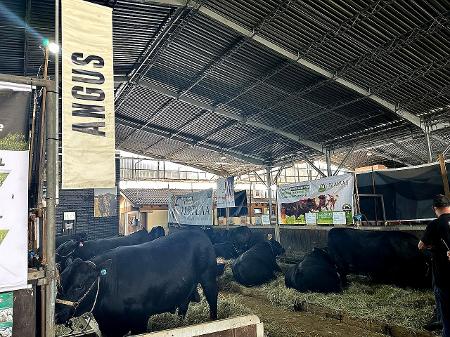 Gado da raça Angus: cruzamento com gado leiteiro pode melhorar a qualidade da carne