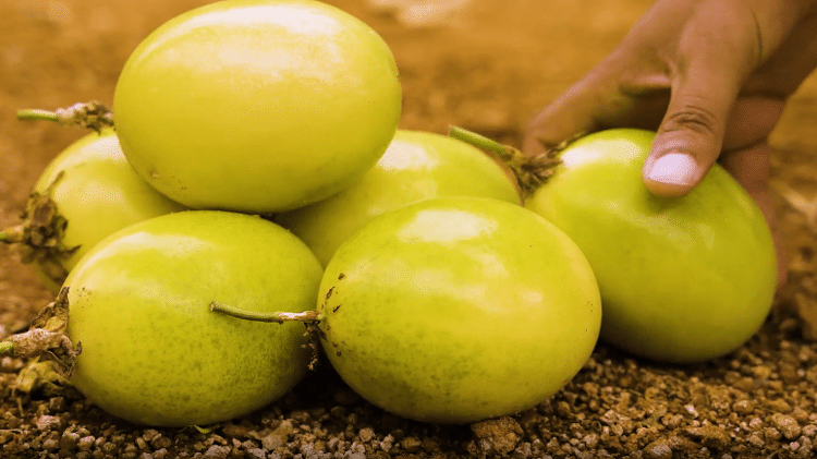 Maracujá azedo ou Gigante Amarelo, tipo de espécie de fruta desenvolvida pelo Embrapa