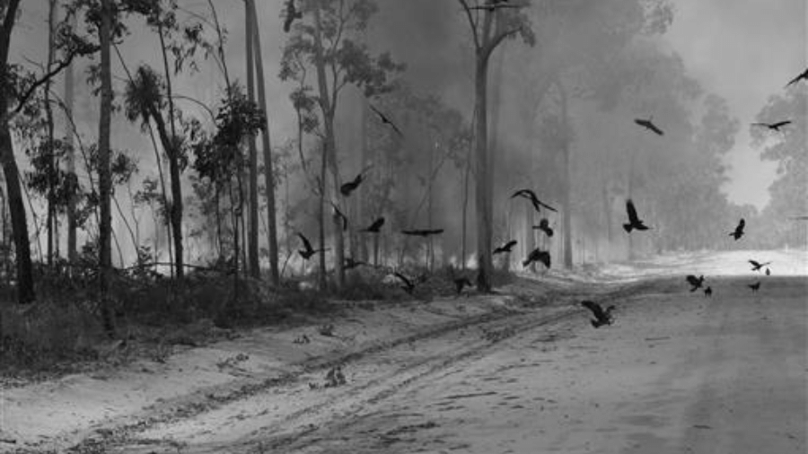 Estudo flagrou grupo de aves atuando para ampliar incêndio florestal em Queensland, na Austrália. Pássaros espalham fogo para capturar presas mais facilmente