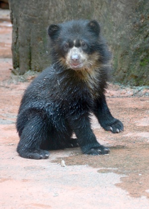 Filhote de urso-de-óculos nascido nascido em zoológico de Sorocaba - Divulgação