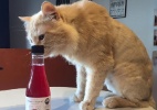 Nos EUA, a companhia para aquele vinho do jantar pode ser... seu gato - Facebook Apollo Peak