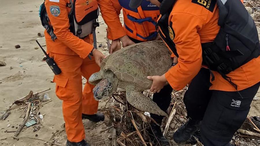 27.dez.2018 - As equipes de emergência mobilizadas no litoral indonésio devastado por um tsunami também trabalham para resgatar as tartarugas marinhas. - Handout/AFP