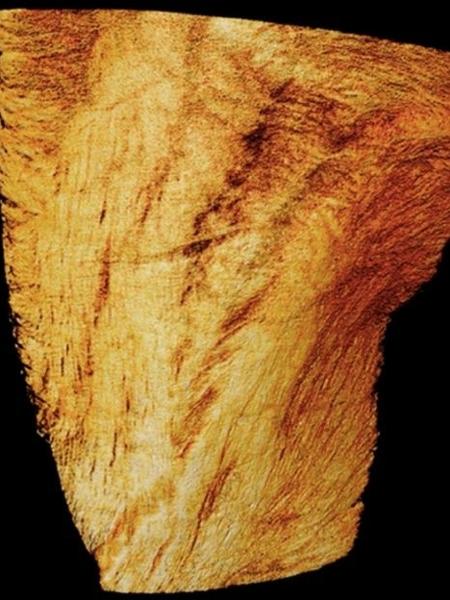  Imagem com detalhes de ventrículo de coração de camundongo feita a partir do Sirius - Divulgação/CNPEM