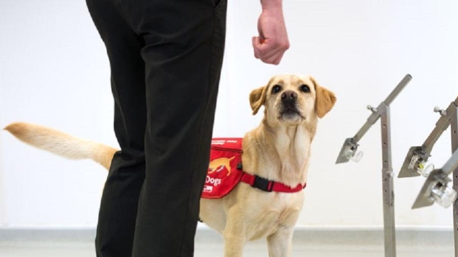 Cachorros sendo treinados para detectar covid-19 no Reino Unido - Divulgação/Medical Detection Dogs