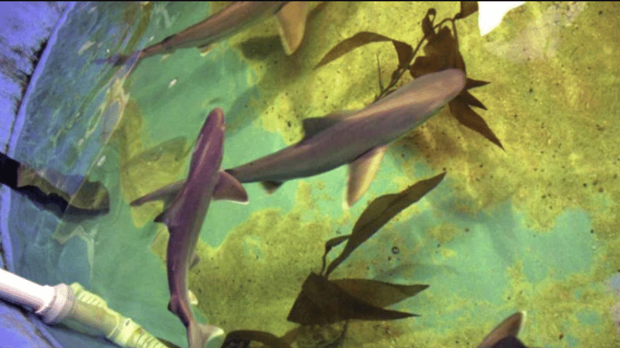 Tubarões-corre-costa encontrados na piscina improvisada do criminoso - Divulgação/NYSDEC