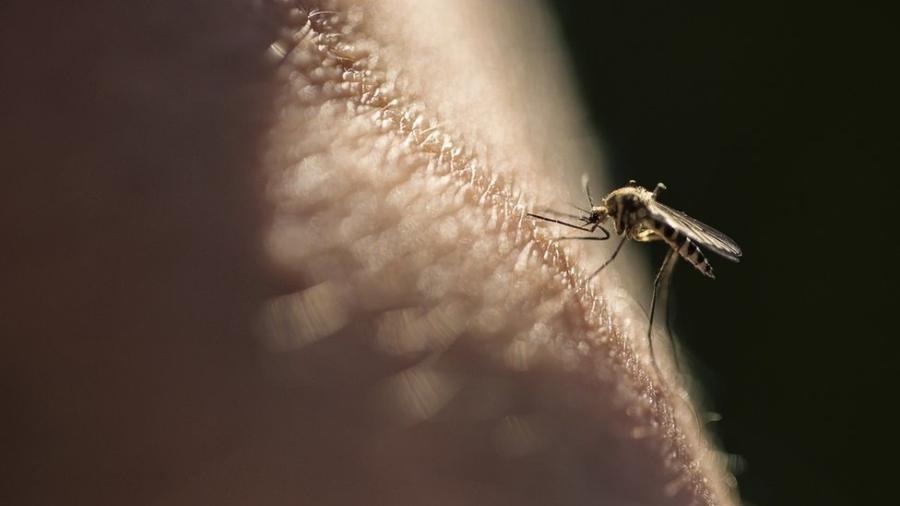 Mosquito que transmite a malária, doença que ainda mata 400 mil pessoas por ano no mundo - GETTY IMAGES