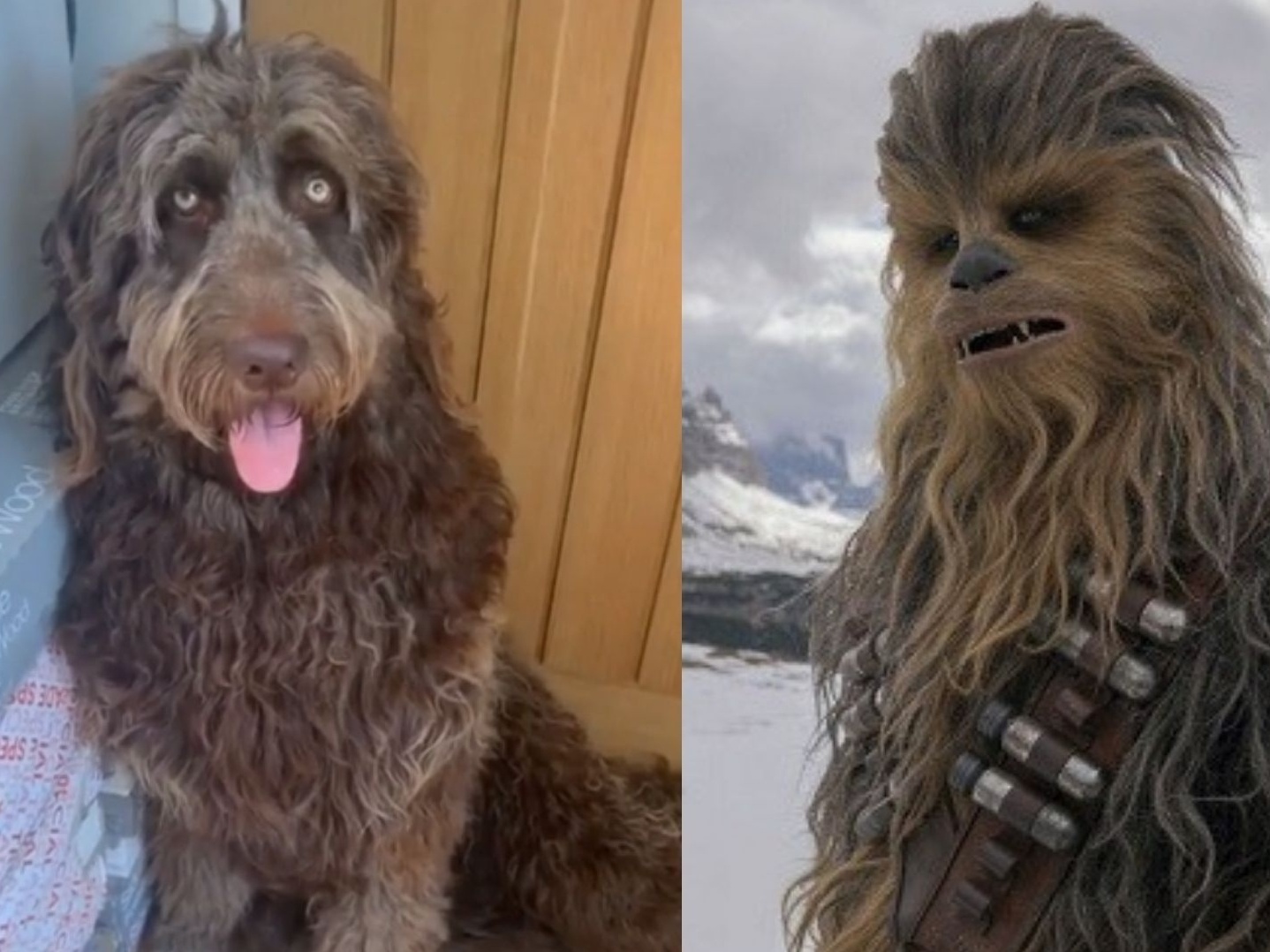 Star Wars': Chewbacca é personagem mais pesquisado por brasileiros no  último ano