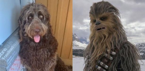 Stray dog ​​is confused with “Stars Wars” Chewbacca
