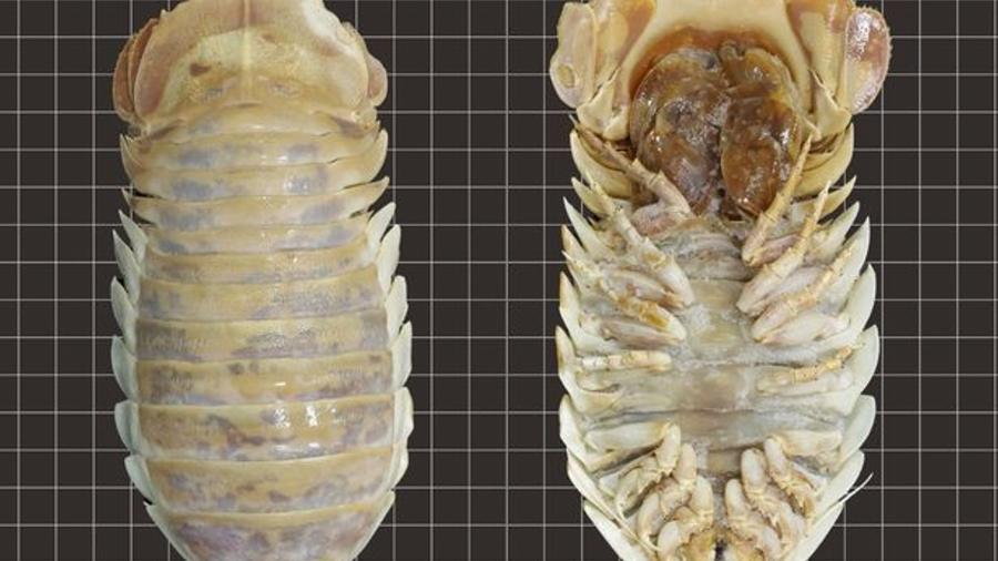 O crustceo gigante foi encontrado em 2017 e s agora pesquisadores descobriram que ele faz parte de uma nova espcie de ispode - Reproduo/Universidade Nacional de Tainan