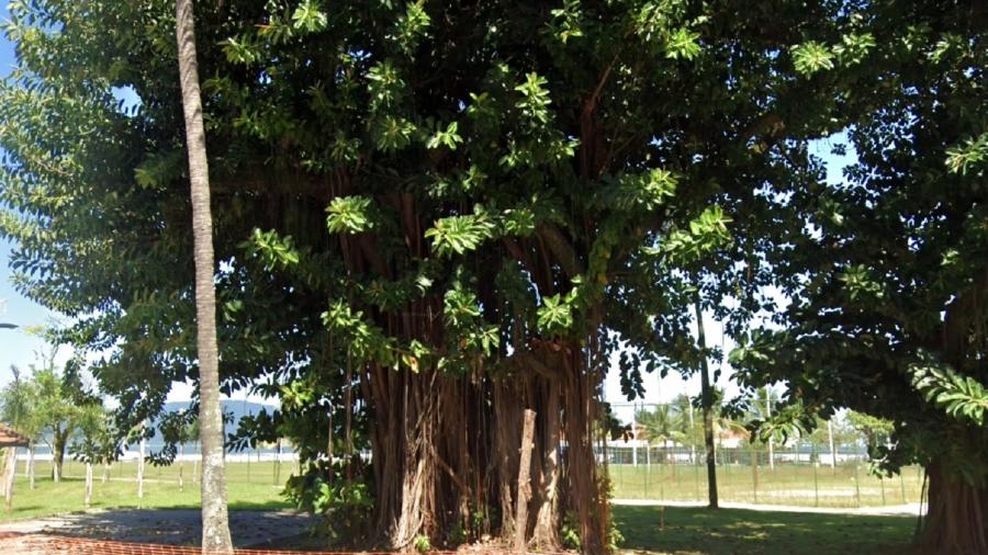 Homem estava dentro de árvore na Av. Ayrton Senna da Silva - Reprodução/Google Street View