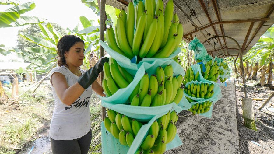 Funcionária prepara a banana para consumo doméstico em Puerto Inca, no Equador. País sofreu proibição russa às importações de banana