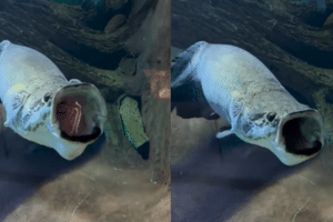 Vídeo: pirarucu boceja em aquário em MS; hábito é sinal de relaxamento (Foto: Reprodução/Instagram/@bioparquepantanaloficial)