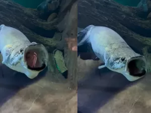 Vídeo: pirarucu boceja em aquário em MS; hábito é sinal de relaxamento