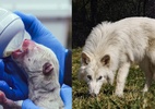 Lobos-terríveis, extintos e geneticamente recriados, já podem se reproduzir
