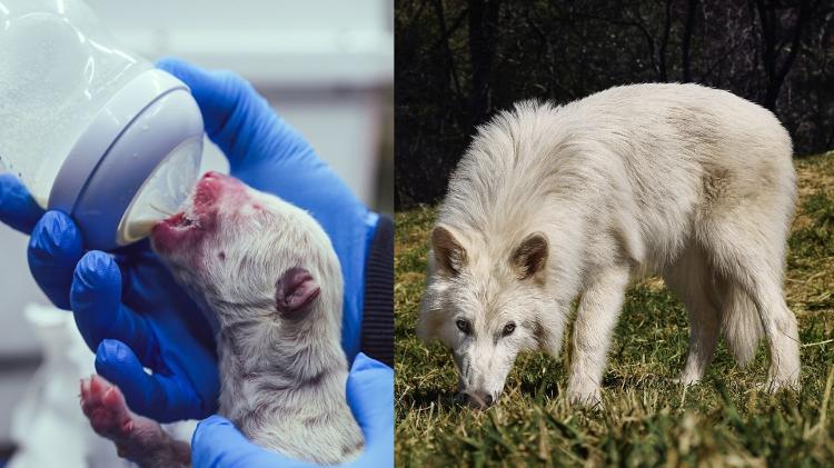 O lobo-terrível logo após nascer e, ao lado, aos cinco meses O lobo-terrível logo após nascer e, ao lado, aos cinco meses