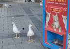 Gaivota aprende a miar para conseguir comida de gato em máquina na Turquia