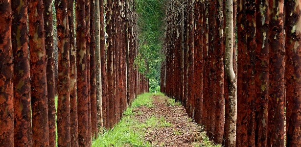 Plantio de eucaliptos em projeto de integração lavoura, pecuária e floresta em Ipameri (GO) - Ernesto Rodrigues/Folhapress