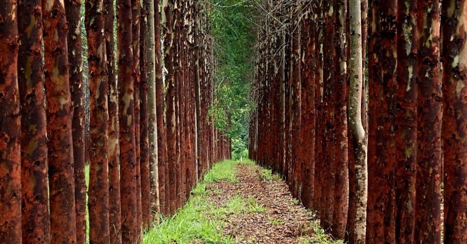 Florestas plantadas no Brasil alcançam área equivalente a de ...
