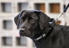 Clique Ciência: como são treinados os cães farejadores de drogas? - CIA/AFP Photo