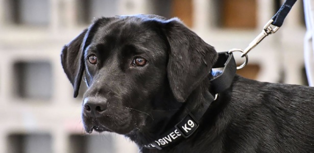 Do tamanho de um cão', ratos estão cada vez maiores e dominam Nova