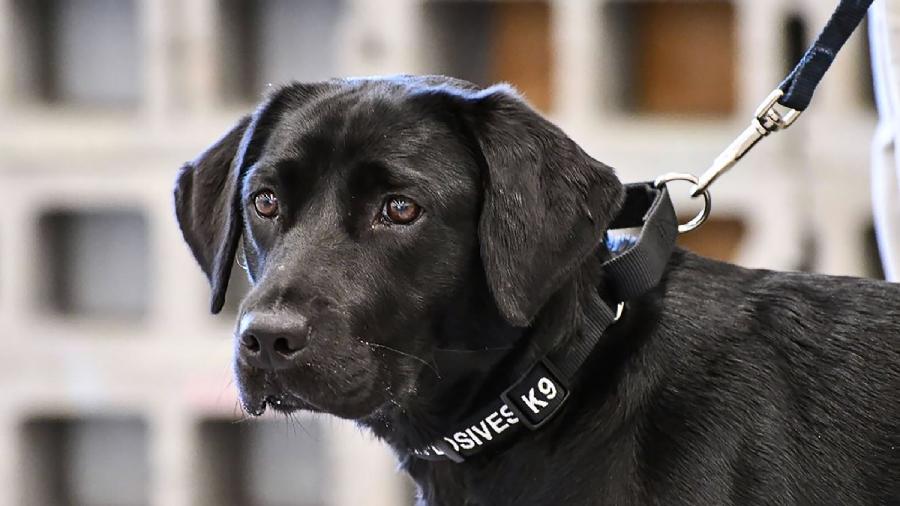 Os cães foram apresentados a amostras de suor de pacientes positivos à covid-19 para despertar o olfato ao "cheiro" do novo vírus - CIA/AFP Photo