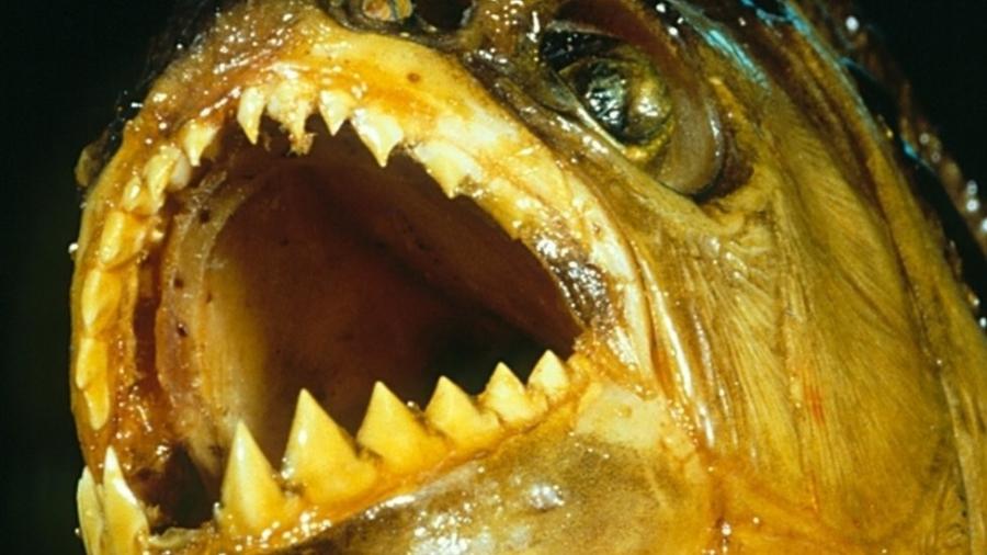 A piranha-preta tem a mordida mais poderosa entre os peixes ósseos - Science Photo Library