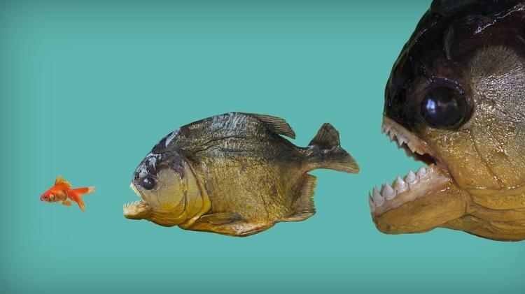 Como escapar da poderosa mordida da piranha? Só mesmo um longo processo evolutivo pode apresentar truques... - Getty Images via BBC