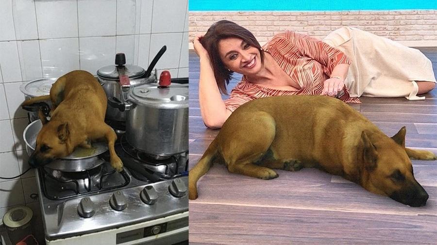 Sasha Dog, o cachorro caramelo preferido do Brasil - Reprodução