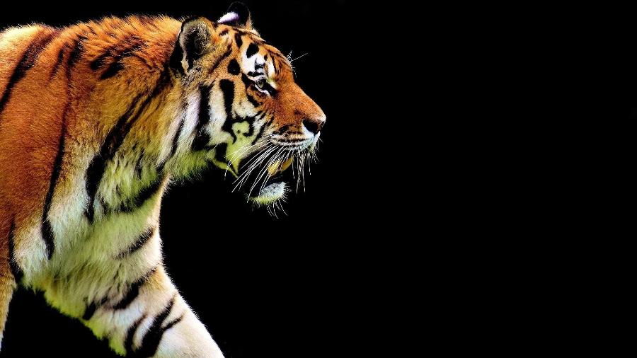 Imagem ilustrativa de um tigre; Na China, dois animais foram abatidos após atacarem um cuidador de zoológico - Alexas_Fotos/ Pixabay