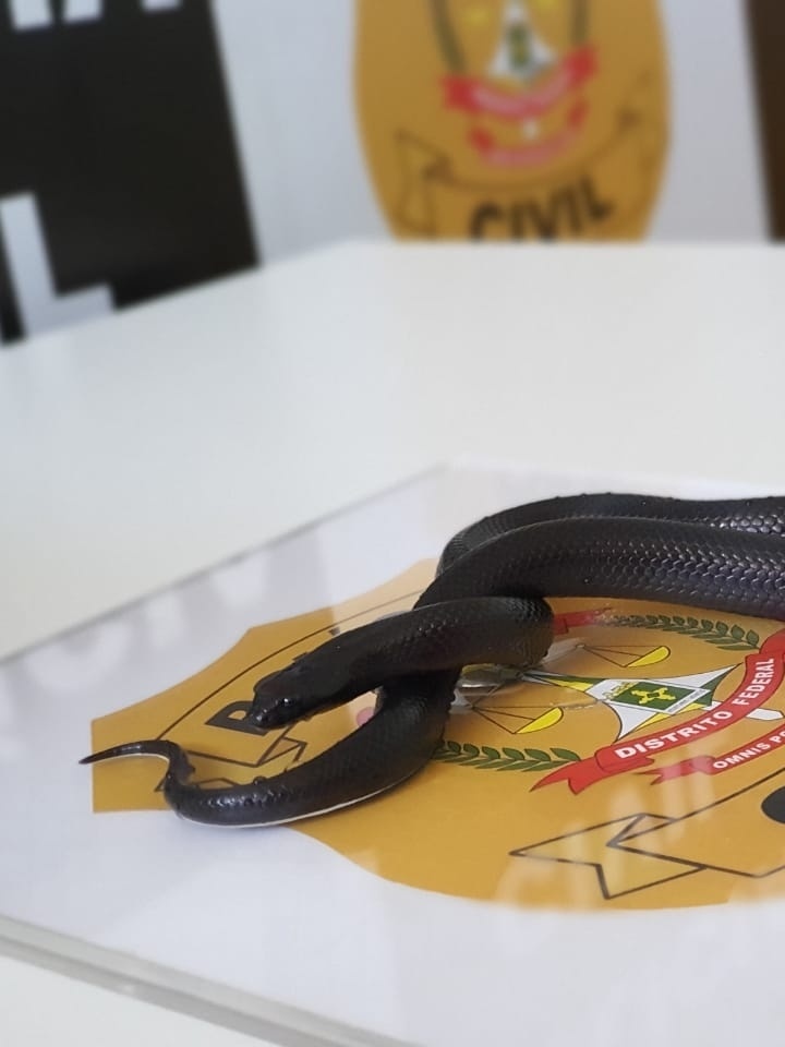 Polícia apreende duas cobras exóticas criadas ilegalmente por universitária  no DF; veja vídeo, Distrito Federal