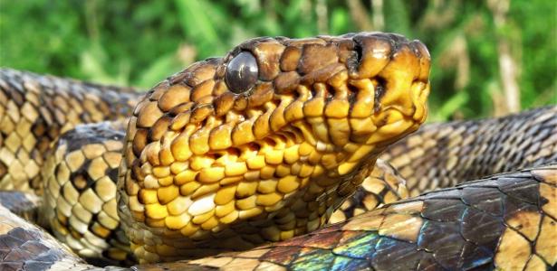 Corralus cropanii | Jiboia rara é vista pela 3ª vez em quase 70 anos no interior paulista
