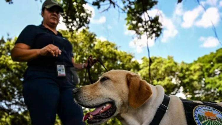 Sniffer dogs are trained not to bite or catch snails in their mouths - GETTY IMAGES - GETTY IMAGES