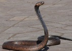 Antepassado das cobras tinha patas, tornozelos e dedos, diz estudo - Ilustrativa/Getty Images