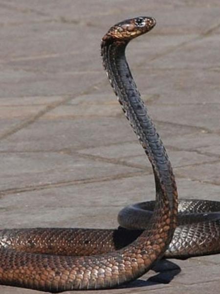 Uma cobra em posição de ataque: pernas para quê? - Ilustrativa/Getty Images