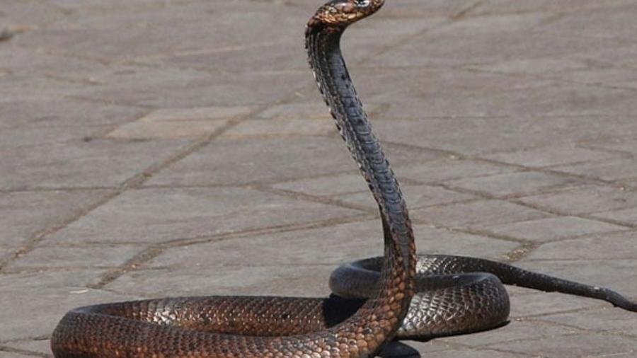Cobra teria atacado jovem enquanto ele dormia - Ilustrativa/Getty Images