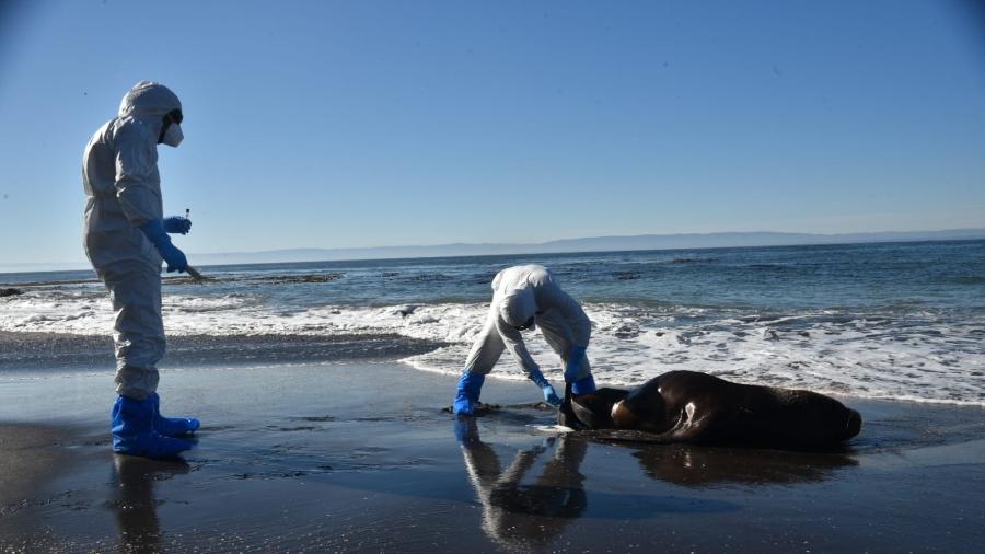 Orientação dos órgãos oficiais é de que humanos não se aproximem de animais mortos ou com sinais da doença - Sernapesca/Twitter