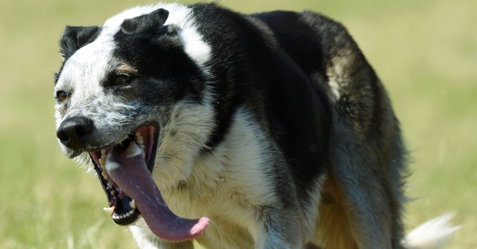 31.jul.2015 - Cachorro corre com a língua para fora da boca durante o Encontro Nacional de Cachorros Pastores de Ovelha Welsh 2015, em Llanvetherine, no Reino Unido